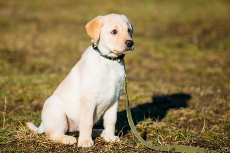 Walking Your New Puppy: When to Start and How to Do It Right