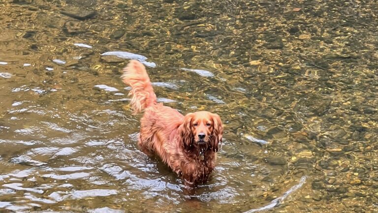 Hot Weather Dog Safety: Keeping Your Dog Cool in a Heatwave